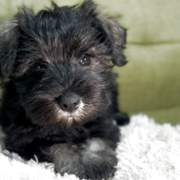 ミニチュアシュナウザー【静岡県・女の子・2025年10月4日・ソルト&ペッパー】の写真「3人兄妹です　とても穏やかで可愛いです」