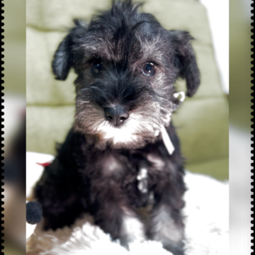 ミニチュアシュナウザー【静岡県・女の子・2025年10月4日・ソルト&ペッパー】の写真「３人兄妹です　小さめです　活発」