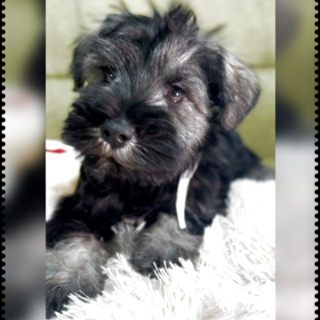 ミニチュアシュナウザー【静岡県・男の子・2025年10月4日・ソルト&ペッパー】の写真「3人兄妹です 甘えん坊さんで穏やかです」