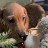 ミニチュアダックスフンド(スムース)