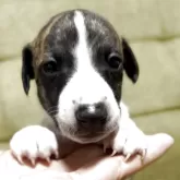 ウィペット