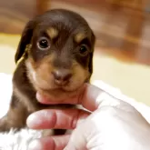 ミニチュアダックスフンド(ロング)【静岡県・女の子・2025年3月25日・チョコタン】の写真1