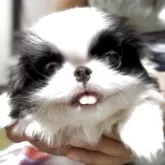 狆(チン)