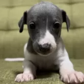 ウィペット【静岡県・女の子・2024年11月1日・ブリンドル&ホワイト】の写真1