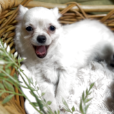 チワワ(ロング)