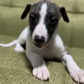 ウィペット【静岡県・男の子・2024年11月1日・ブリンドル&ホワイト】の写真1