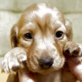 ミニチュアダックスフンド(ロング)【静岡県・女の子・2025年1月25日・ゴールド】の写真1