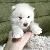 柴犬(標準サイズ)