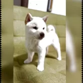柴犬(標準サイズ)