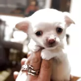 チワワ(ロング)