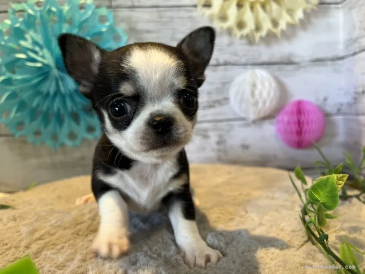 ID：2204-00710の子犬