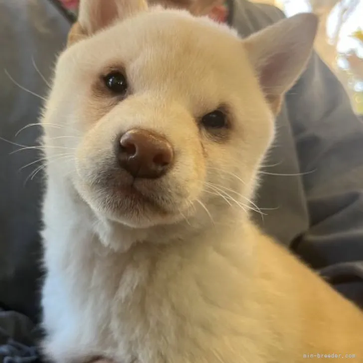 ID：2301-00357の子犬