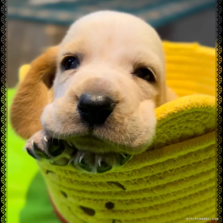H.m 様のお迎えした子犬