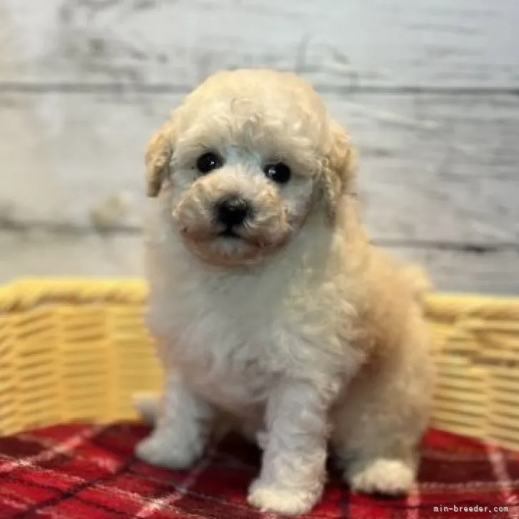 ID:2310-00861の子犬