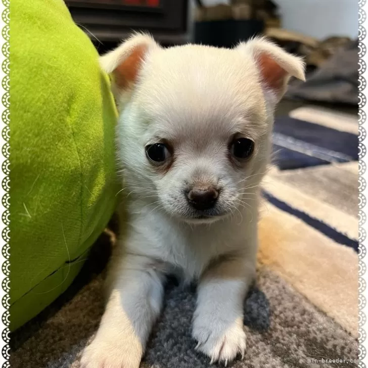 ID：2403-04988の子犬