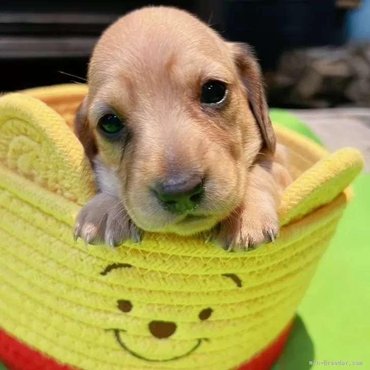 ID：2407-05723の子犬