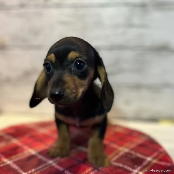 ID：2310-00864の子犬