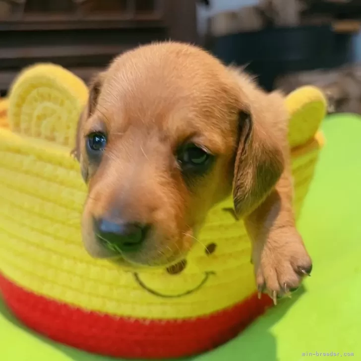 ID:2407-05725の子犬
