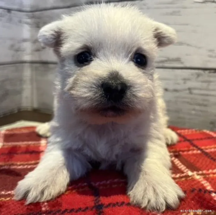 ID:2306-01602の子犬