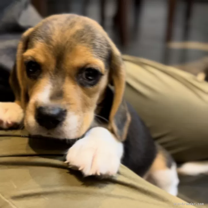 M.K 様のお迎えした子犬