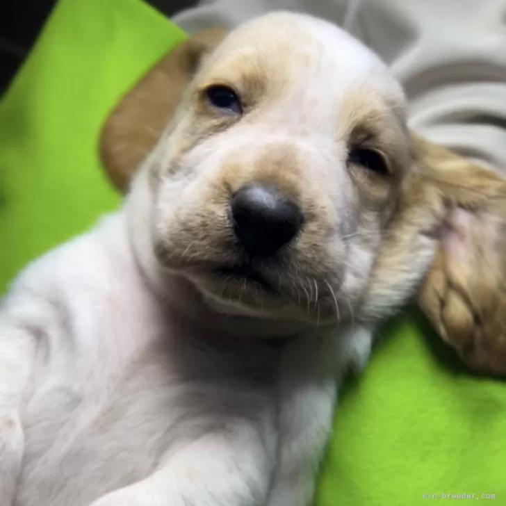ID:2406-03745の子犬