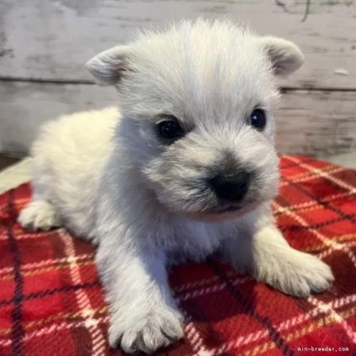 M.H 様のお迎えした子犬