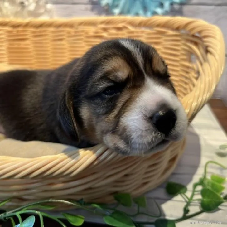 ID：2206-01471の子犬