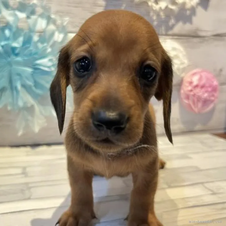 ID：2209-00400の子犬