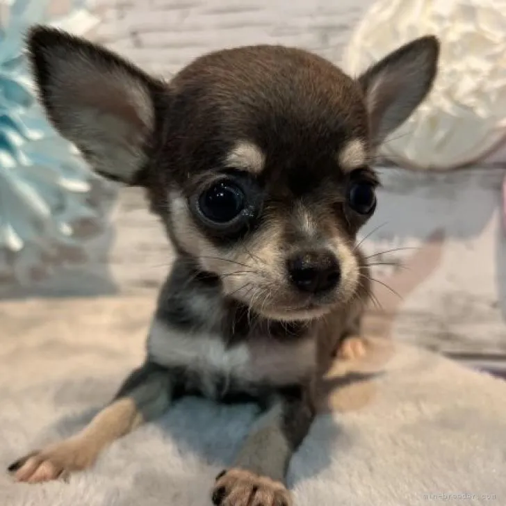 チワワ(スムース)【静岡県・女の子・2022年7月28日・ブルータンホワイト】の写真1「9/2撮影📷」