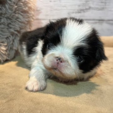 狆(チン)【静岡県・女の子・2023年11月14日・黒白】の写真「くりくりお目目がたまりません🤣🩶🩷」