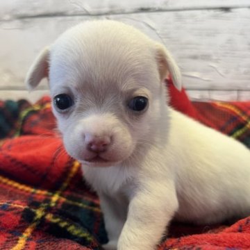 チワワ(スムース)【静岡県・女の子・2023年2月17日・クリーム】の写真「まだお耳が垂れてます😉💕」