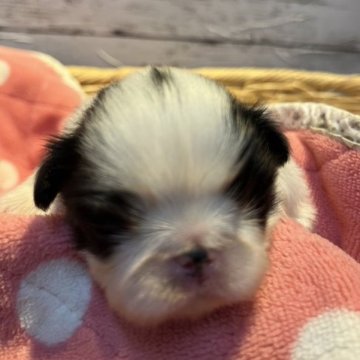 狆(チン)【静岡県・男の子・2023年4月18日・白黒】の写真「どんどん可愛くなりますよ〜🐶💗」