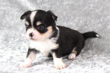 チワワ(ロング)【静岡県・女の子・2022年2月14日・ブラックタン&ホワイト】の写真「とっても可愛いチワワのご紹介！」