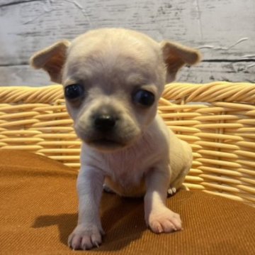 チワワ(スムース)【静岡県・女の子・2023年5月12日・クリーム】の写真「小柄です♩」