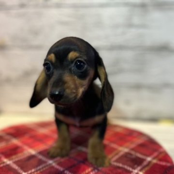 ミニチュアダックスフンド(スムース)【静岡県・女の子・2023年8月5日・ブラックアンドタン】の写真「小ぶりですが元気です😌✨」