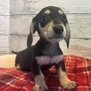 ミニチュアダックスフンド(スムース)【静岡県・男の子・2023年7月23日・ブラックアンドタン】の写真「キリッとお目目でイケメンくん👀🎵」