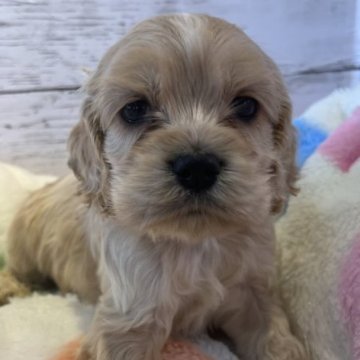 アメリカンコッカースパニエル【静岡県・男の子・2022年11月23日・バフ】の写真「可愛く育ってます♩」