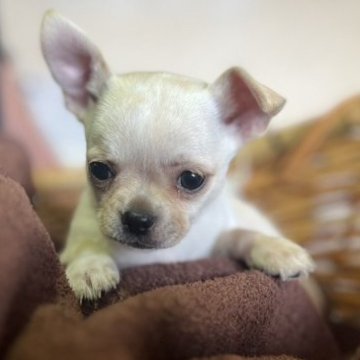 チワワ(スムース)【静岡県・男の子・2023年4月8日・クリームアンドホワイト】の写真「イケメンくんです💙」