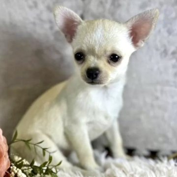 チワワ(スムース)【静岡県・女の子・2024年2月16日・クリーム】の写真「優しい女の子」