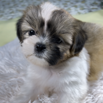 シーズー【静岡県・女の子・2024年8月9日・ホワイト&ゴールド】の写真「とっても穏やかでのんびりさんです」