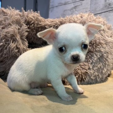 チワワ(スムース)【静岡県・男の子・2023年10月25日・クリームアンドホワイト】の写真「兄弟唯一のカラー🤍」