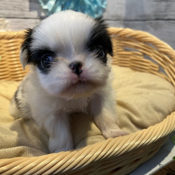 狆(チン)【静岡県・男の子・2022年5月3日・白黒】の写真「すごい可愛いです✨」