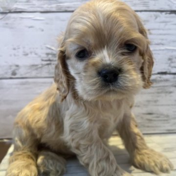 アメリカンコッカースパニエル【静岡県・女の子・2022年11月23日・バフ】の写真「可愛いですよ😍」