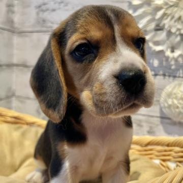 ビーグル【静岡県・女の子・2022年7月28日・トライカラー】の写真「とっても良い子です🧡すくすく成長中です！」