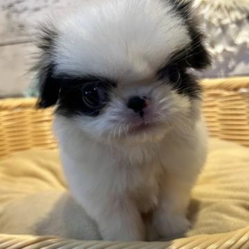 狆(チン)【静岡県・男の子・2022年7月14日・白黒】の写真「元気な男の子です💙！」