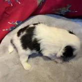 狆(チン)【静岡県・男の子・2022年9月8日・白黒】の写真3「綺麗な柄です👍」