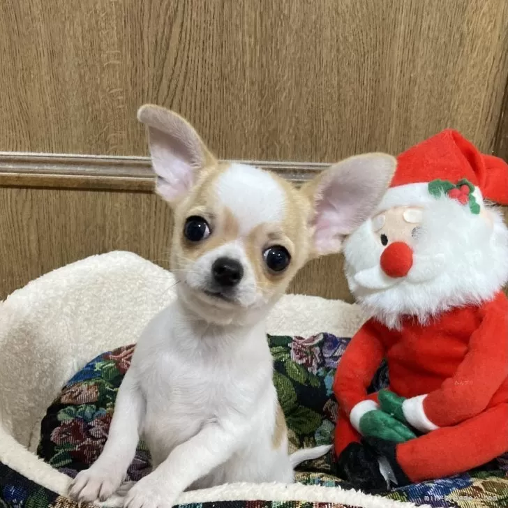 ID:2409-03624の子犬
