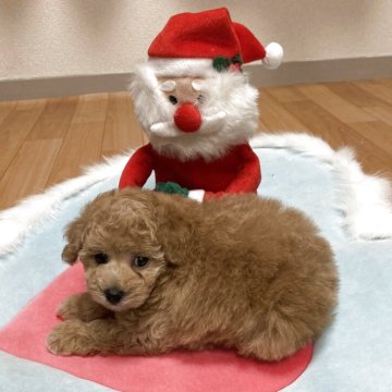 タイニープードル【広島県・女の子・2025年10月29日・オレンジフォーン】の写真「優しいお顔のタイニーサイズ女の子❤️」