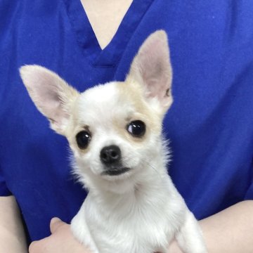 中国のチワワの子犬を探す|ブリーダー直販の子犬販売【みんなの 中国のチワワの子犬を探す|ブリーダー直販の子犬販売【みんなの