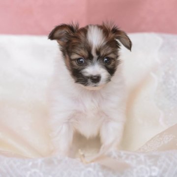 パピヨン【広島県・女の子・2025年5月17日・ホワイト&ブラウン】の写真「血統優秀な綺麗なパピヨン女の子」